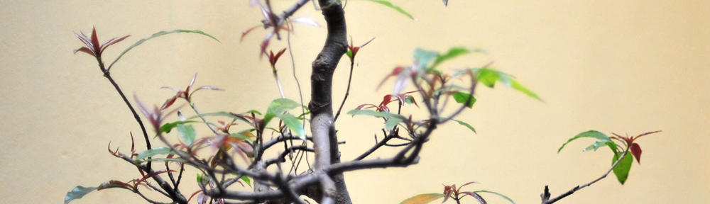 タンキニ,激安水着,水着 ビキニ